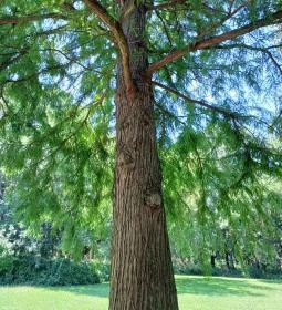 Tiszaigari Arborétum