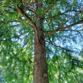 Tiszaigari Arborétum Tiszaigar - Egyéb