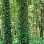 Tiszaigari Arborétum Tiszaigar - Egyéb