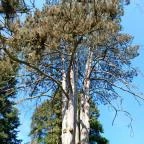 Tiszakürti Arborétum Tiszakürt - Egyéb