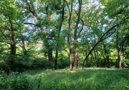 Tiszakürti Arborétum Tiszakürt