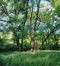 Tiszakürti Arborétum