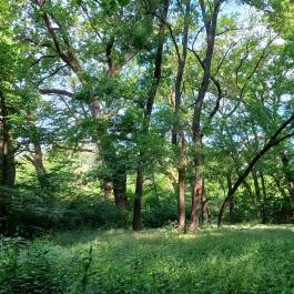 Tiszakürti Arborétum Tiszakürt - Egyéb