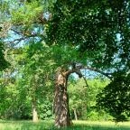 Tiszakürti Arborétum Tiszakürt - Egyéb