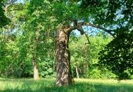 Tiszakürti Arborétum Tiszakürt