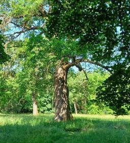 Tiszakürti Arborétum