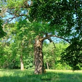 Tiszakürti Arborétum Tiszakürt - Egyéb