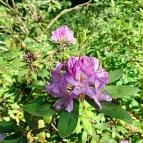 Tiszakürti Arborétum Tiszakürt - Egyéb