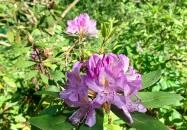 Tiszakürti Arborétum Tiszakürt