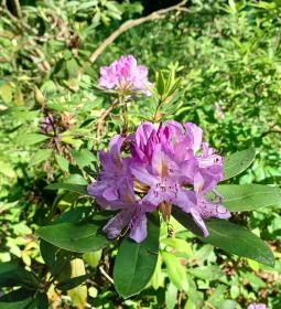 Tiszakürti Arborétum