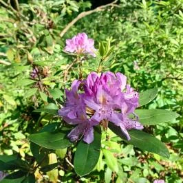 Tiszakürti Arborétum Tiszakürt - Egyéb
