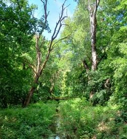 Tiszakürti Arborétum