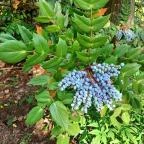 Tiszakürti Arborétum Tiszakürt - Egyéb