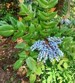 Tiszakürti Arborétum