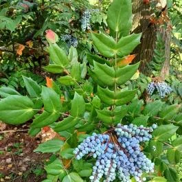 Tiszakürti Arborétum Tiszakürt - Egyéb
