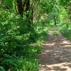 Tiszakürti Arborétum Tiszakürt - Egyéb