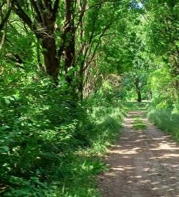 Tiszakürti Arborétum