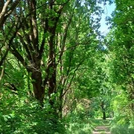Tiszakürti Arborétum Tiszakürt - Egyéb