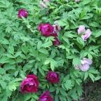 Tiszakürti Arborétum Tiszakürt - Egyéb