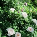 Tiszakürti Arborétum Tiszakürt - Egyéb