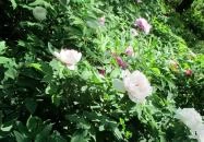 Tiszakürti Arborétum Tiszakürt