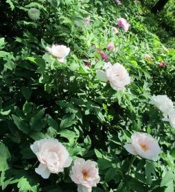 Tiszakürti Arborétum