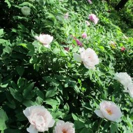 Tiszakürti Arborétum Tiszakürt - Egyéb