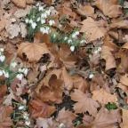 Tiszakürti Arborétum Kalandpark Tiszakürt - Egyéb