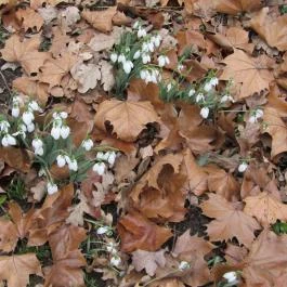 Tiszakürti Arborétum Kalandpark Tiszakürt - Egyéb