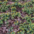 Tiszakürti Arborétum Kalandpark Tiszakürt - Egyéb
