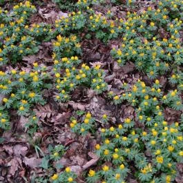Tiszakürti Arborétum Kalandpark Tiszakürt - Egyéb