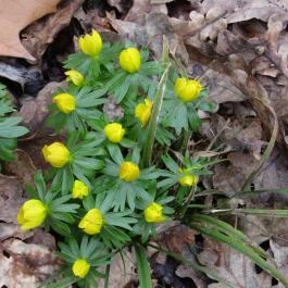 Tiszakürti Arborétum Kalandpark Tiszakürt - Egyéb