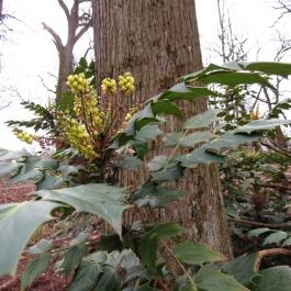 Tiszakürti Arborétum Kalandpark Tiszakürt - Egyéb