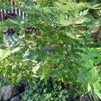 Tugári Vendégház Hollókő - Egyéb