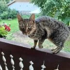 Tugári Vendégház Hollókő - Egyéb