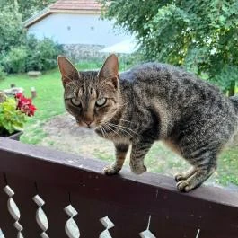 Tugári Vendégház , Hollókő - Egyéb