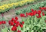 Tulipánszüret TulipGarden Tisza-tó Abádszalók