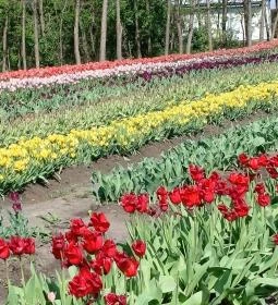 Tulipánszüret TulipGarden Tisza-tó