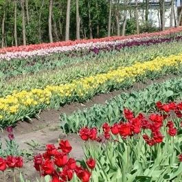 Tulipánszüret TulipGarden Tisza-tó Abádszalók - Egyéb