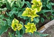 Tulipánszüret TulipGarden Tisza-tó Abádszalók