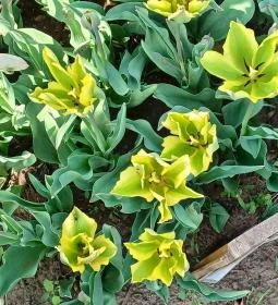 Tulipánszüret TulipGarden Tisza-tó