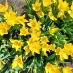 Tulipánszüret TulipGarden Tisza-tó Abádszalók - Egyéb