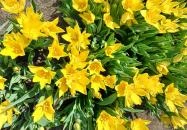 Tulipánszüret TulipGarden Tisza-tó Abádszalók