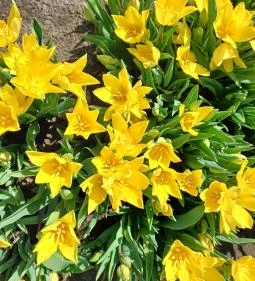 Tulipánszüret TulipGarden Tisza-tó