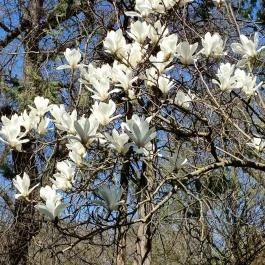 Vácrátóti Arborétum Vácrátót - Külső kép