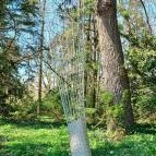 Vácrátóti Arborétum Vácrátót - Külső kép