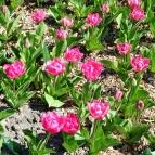 Vácrátóti Arborétum Vácrátót - Külső kép
