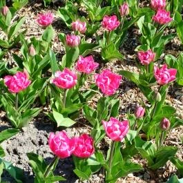 Vácrátóti Arborétum Vácrátót - Külső kép