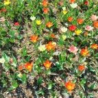 Vácrátóti Arborétum Vácrátót - Külső kép