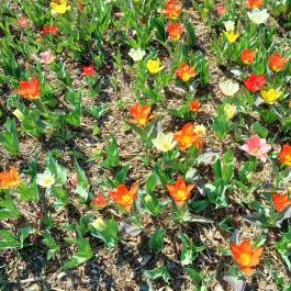 Vácrátóti Arborétum Vácrátót - Külső kép